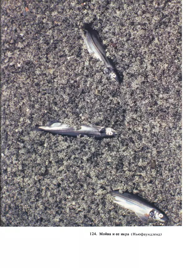 Дэвид Эттенборо - Живая планета - Страница № 294