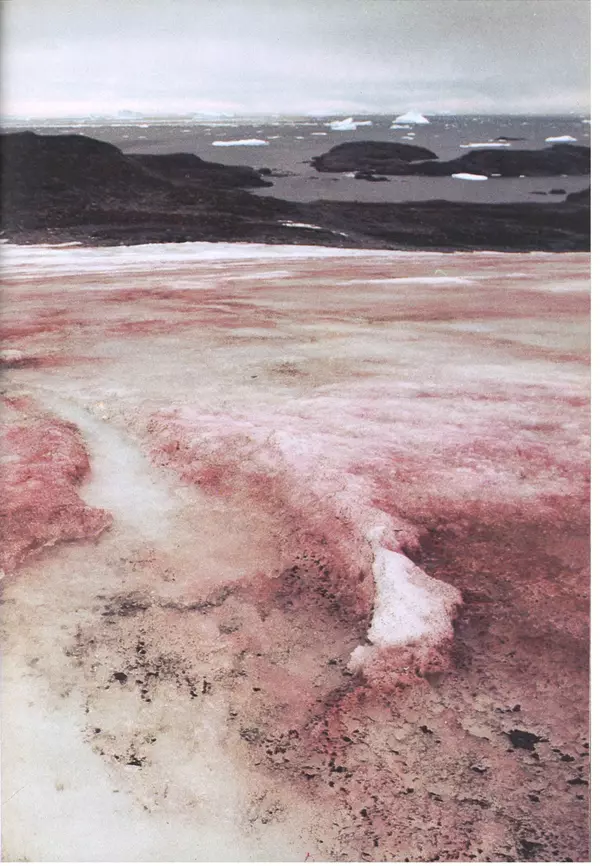 Дэвид Эттенборо - Живая планета - Страница № 46