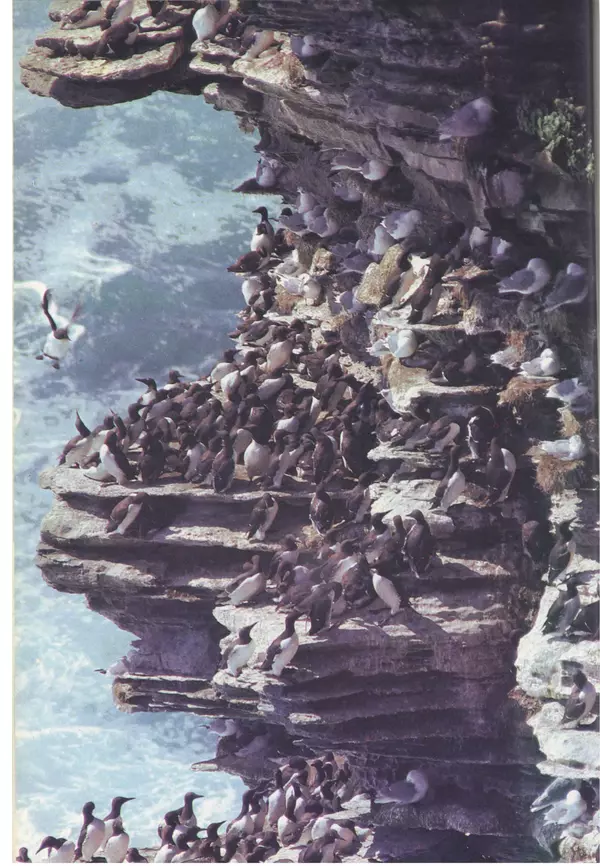 Дэвид Эттенборо - Живая планета - Страница № 63