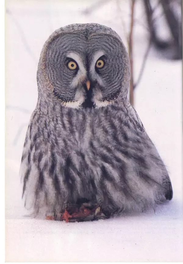 Дэвид Эттенборо - Живая планета - Страница № 79