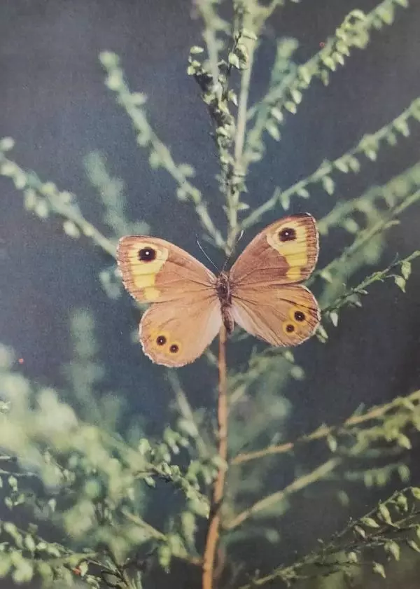 Р. Эффенди - Бабочки Закавказья - Страница № 27