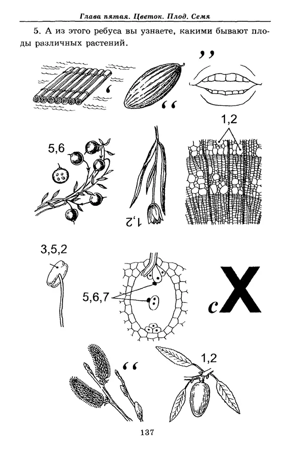 Валерий Рохлов - Занимательная ботаника - Страница № 137