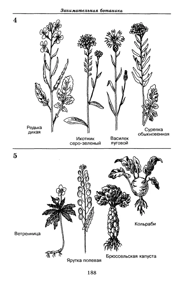 Валерий Рохлов - Занимательная ботаника - Страница № 188