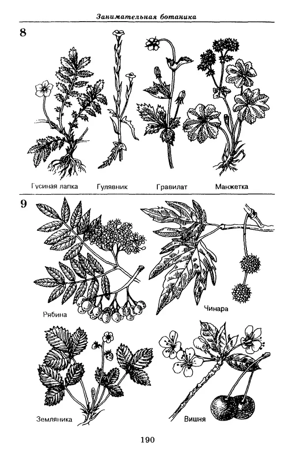 Валерий Рохлов - Занимательная ботаника - Страница № 190