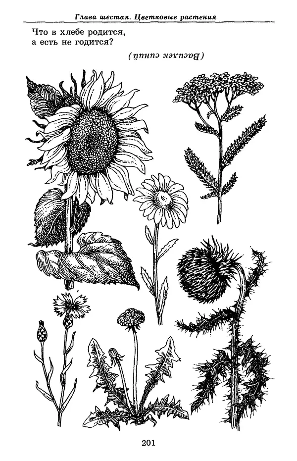 Валерий Рохлов - Занимательная ботаника - Страница № 201