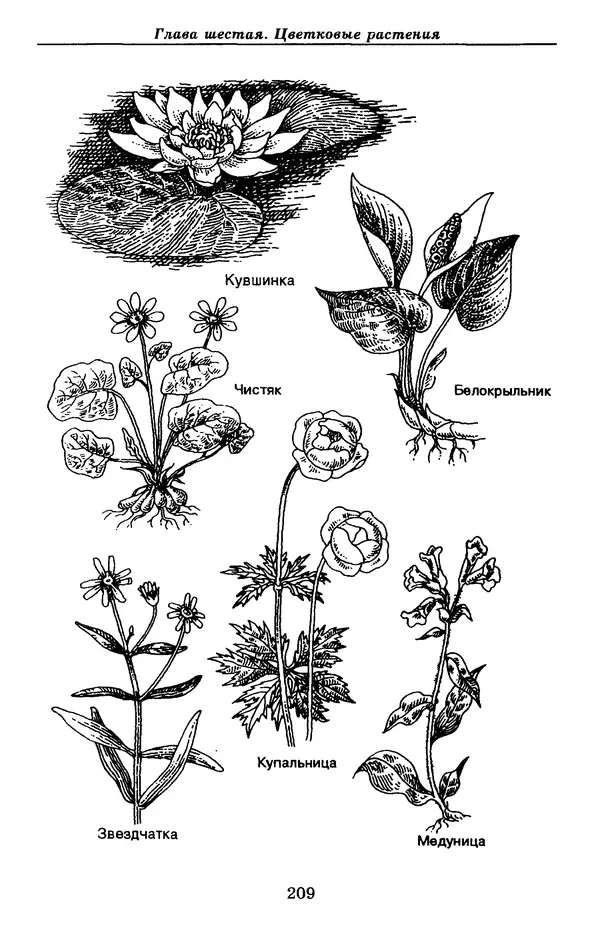 Валерий Рохлов - Занимательная ботаника - Страница № 209