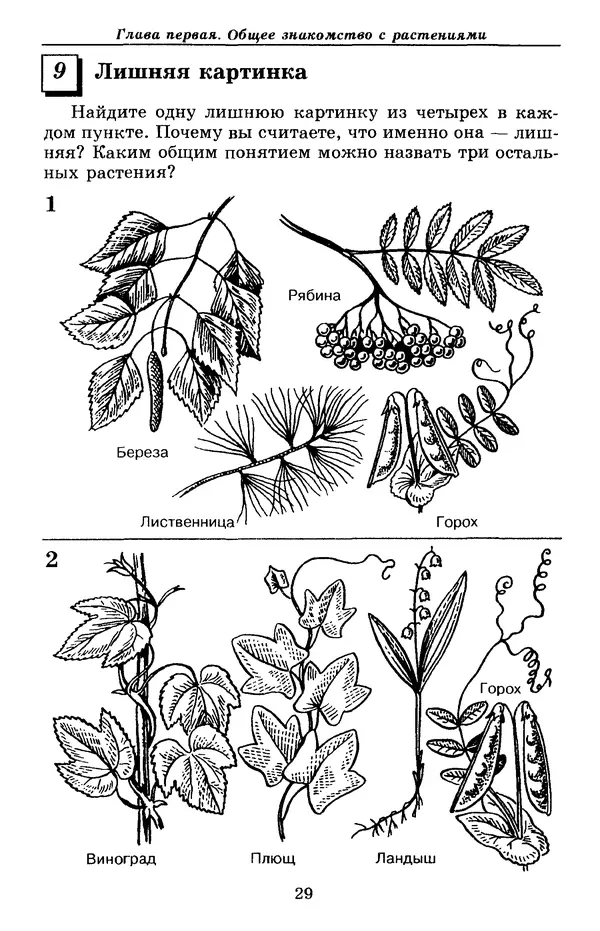 Валерий Рохлов - Занимательная ботаника - Страница № 29