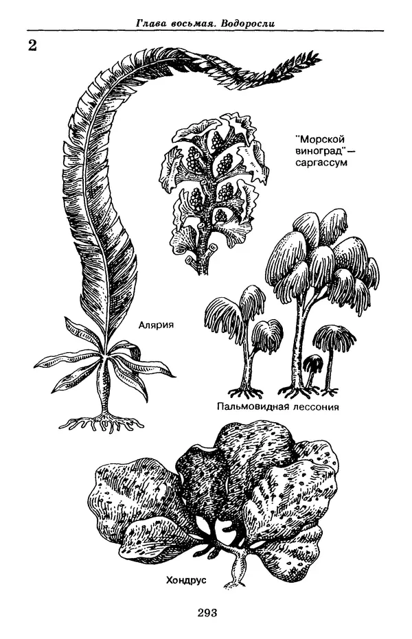 Валерий Рохлов - Занимательная ботаника - Страница № 293