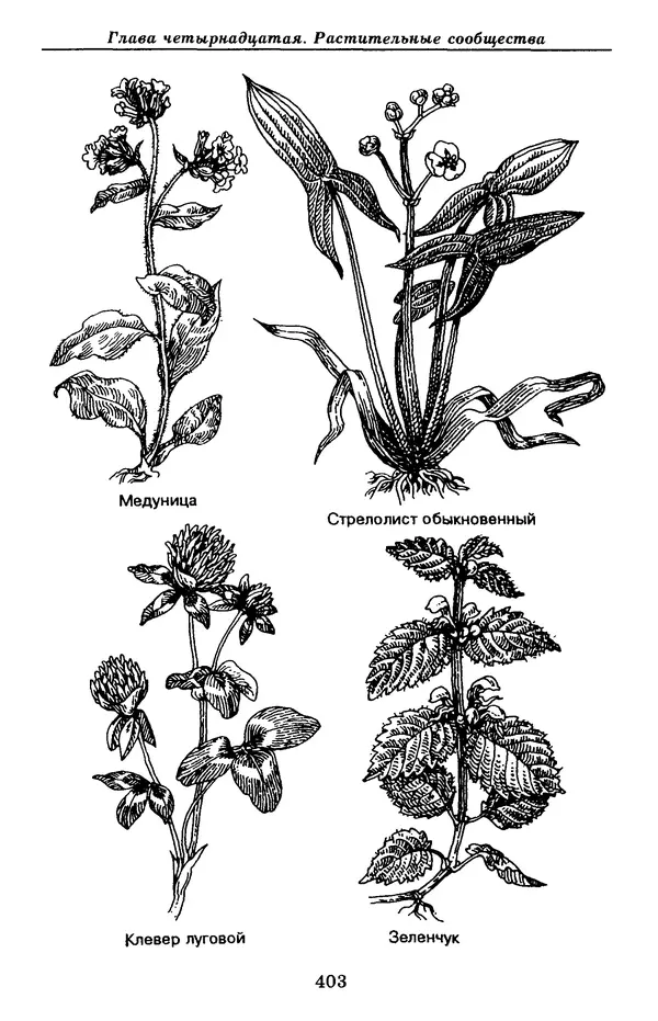 Валерий Рохлов - Занимательная ботаника - Страница № 403