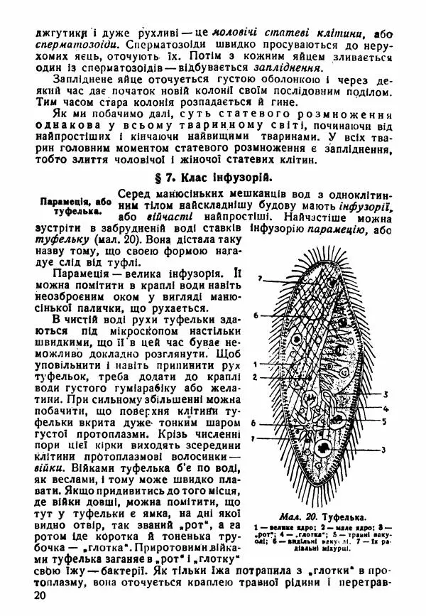 Моисей Цузмер - Зоологія - Страница № 22