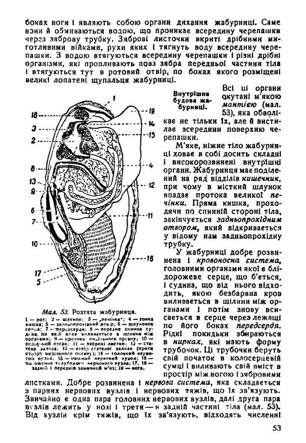 Моисей Цузмер - Зоологія - Страница № 55