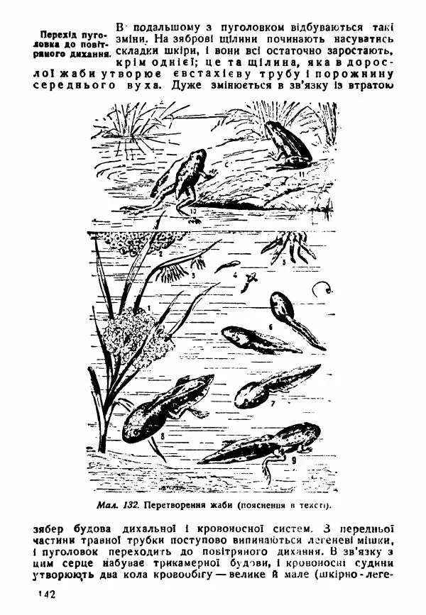 Моисей Цузмер - Зоологія - Страница № 144