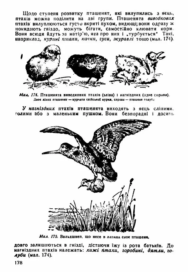 Моисей Цузмер - Зоологія - Страница № 180