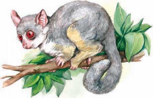 Животные Африки. Сергей Рублев. Иллюстрация 37