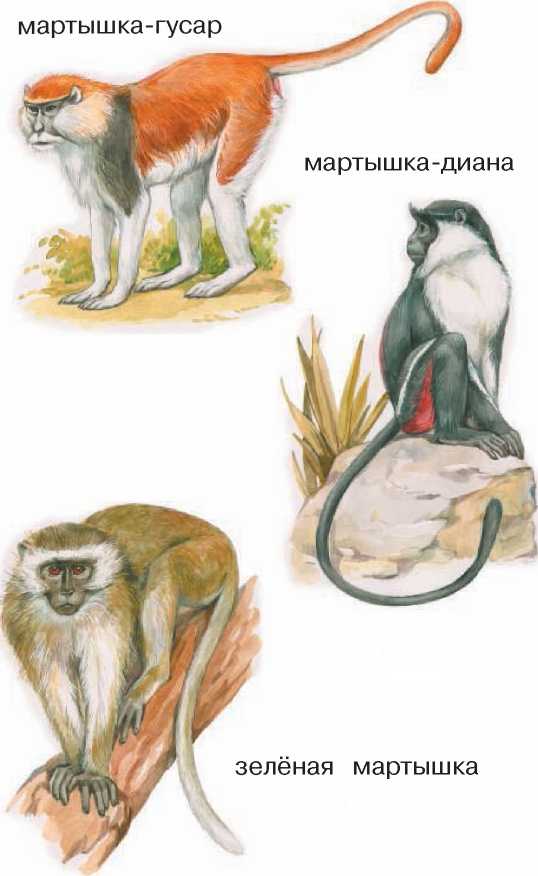 Животные Африки. Сергей Рублев. Иллюстрация 45