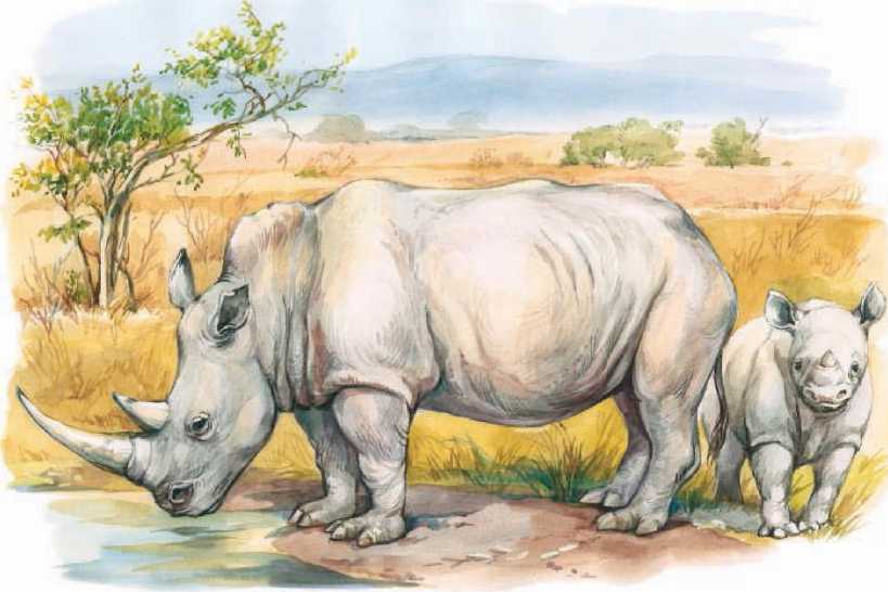 Животные Африки. Сергей Рублев. Иллюстрация 105