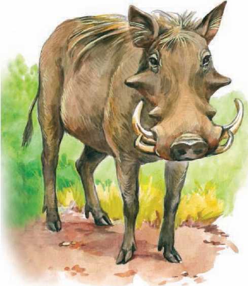 Животные Африки. Сергей Рублев. Иллюстрация 113