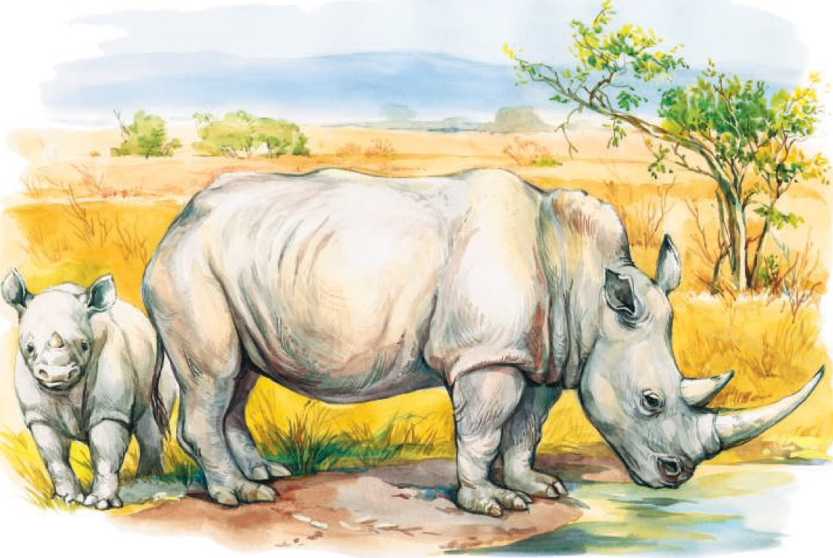 Животные Африки. Сергей Рублев. Иллюстрация 65